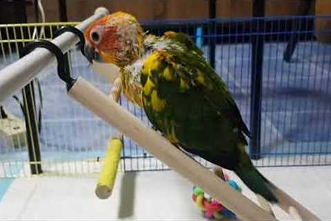 Cute Parrot Learns To Climb A Ladder