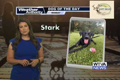 Dog Walk Forecast for Sept. 30 – Stark