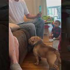 Cute Dog Loves Playing With Bubbles