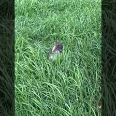 Tiny Puppy Plays in Grass