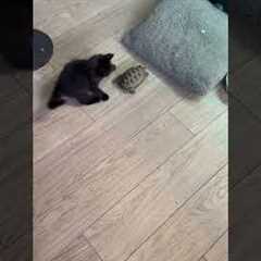 Ninja Kitten Plays With Tortoise