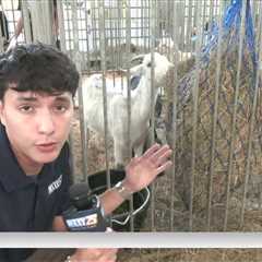 Jackson County Blue Ribbon Fair Preview