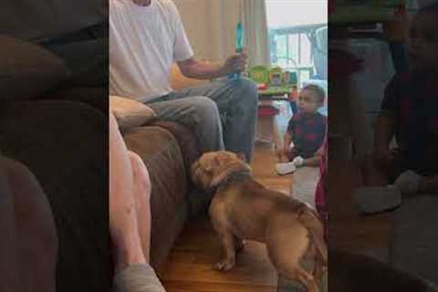 Cute Dog Loves Playing With Bubbles