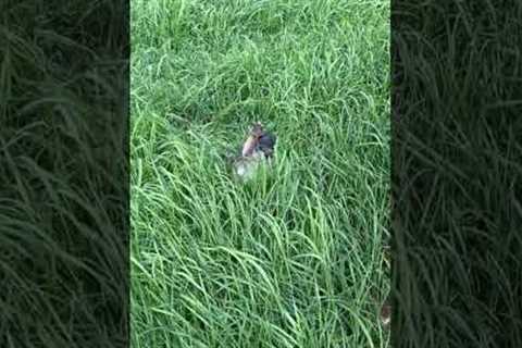 Tiny Puppy Plays in Grass