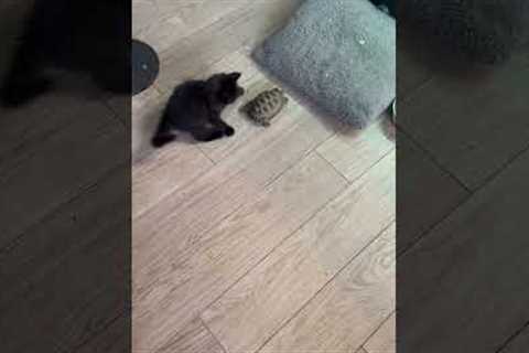 Ninja Kitten Plays With Tortoise