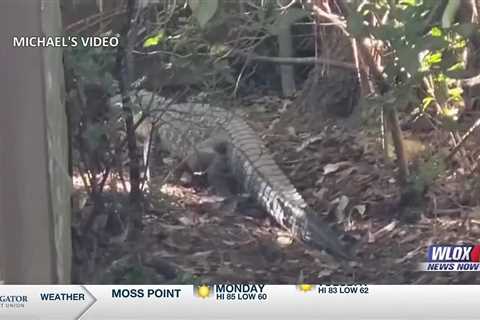 ‘It’s in our backyard’; 4 alligator sightings in Moss Point neighborhood in one week