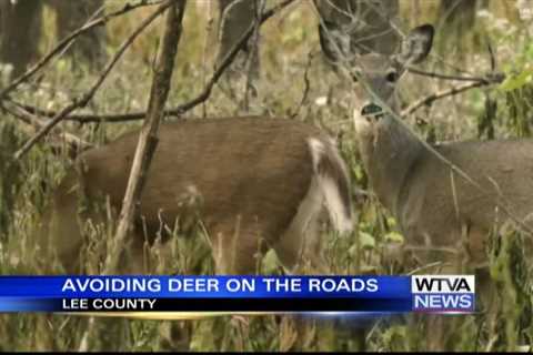 Watch out for deer as night comes sooner