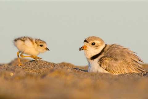 In Conservation Success Story, Massachusetts Piping Plovers Have Their Second Record Nesting Year..