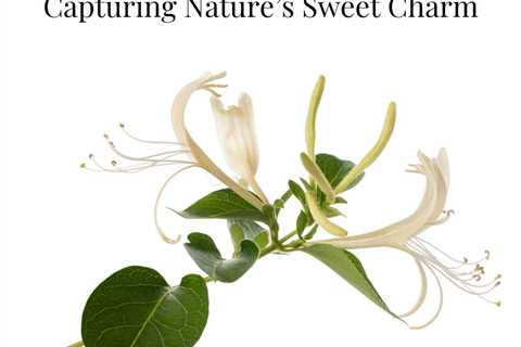 Honeysuckle Perfume: Unveiling Its Captivating Charm