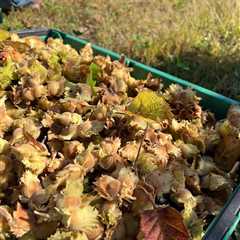 Lessons from Hazelnuts