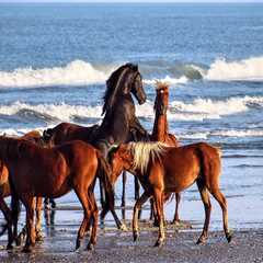 The Culinary Delights of Horse Shows in Currituck County, North Carolina