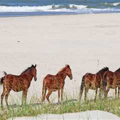 Horse Show Season in Currituck County, North Carolina: A Weather Guide for Equestrian Enthusiasts