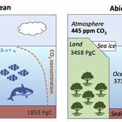 Guest post: How marine life provides climate benefits worth billions of dollars