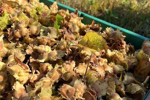 Lessons from Hazelnuts