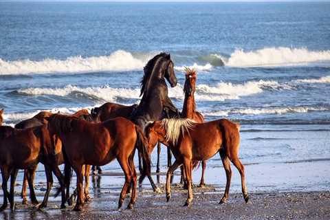 The Culinary Delights of Horse Shows in Currituck County, North Carolina