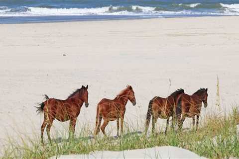 Horse Show Season in Currituck County, North Carolina: A Weather Guide for Equestrian Enthusiasts