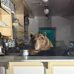 Bear Raids Ice Cream Parlor at Lake Tahoe, Gets Caught