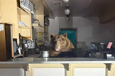 Bear Raids Ice Cream Parlor at Lake Tahoe, Gets Caught