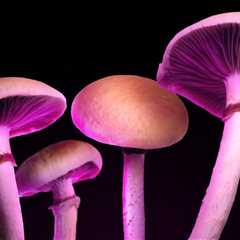 Magic Mushroom Edibles: Beware of Zero Psilocybin Options