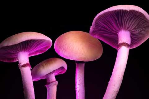 Magic Mushroom Edibles: Beware of Zero Psilocybin Options