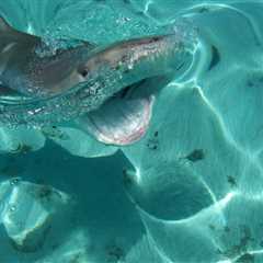How are Sharks Affected by Plastic Pollution?