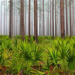The Impact of Military Presence on Politics in Northwest Florida
