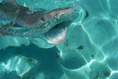 How are Sharks Affected by Plastic Pollution?