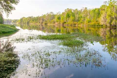 The Role of Political Programs in Addressing Environmental Concerns in Orange County, Florida