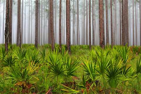 The Impact of Military Presence on Politics in Northwest Florida