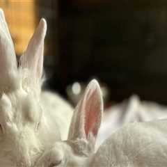 Understanding Ticketing for Food Events in Western Massachusetts