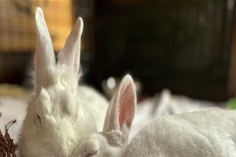 Understanding Ticketing for Food Events in Western Massachusetts