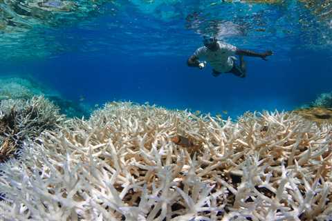 What is Coral Bleaching and Why is it Bad News for Coral Reefs?