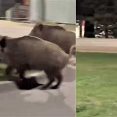 WATCH: Humanoid Robot Chases Pack of Wild Boars in Viral Video Out of Poland
