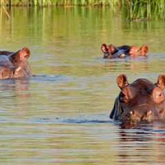 Asian Billionaire Offers To Host Invasive ‘Cocaine Hippos’, Brought to Colombia by Late Cartel Boss ..