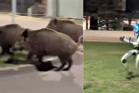 WATCH: Humanoid Robot Chases Pack of Wild Boars in Viral Video Out of Poland