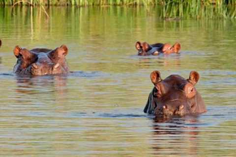 Asian Billionaire Offers To Host Invasive ‘Cocaine Hippos’, Brought to Colombia by Late Cartel Boss ..