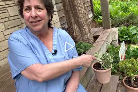 One Patient, 100 calluses - Intro