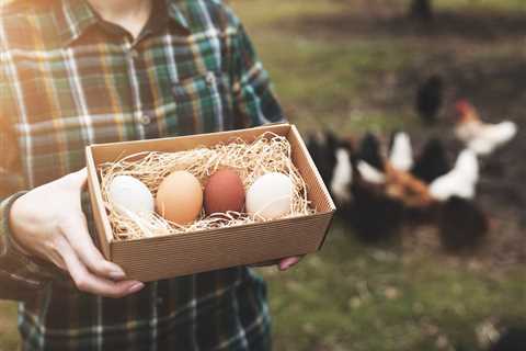 Chickenomics: The Economics of Backyard Chickens